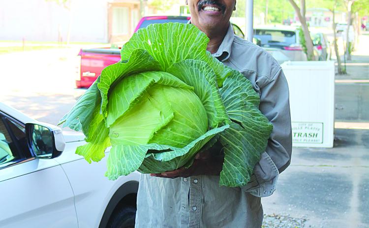Large cabbage is produced